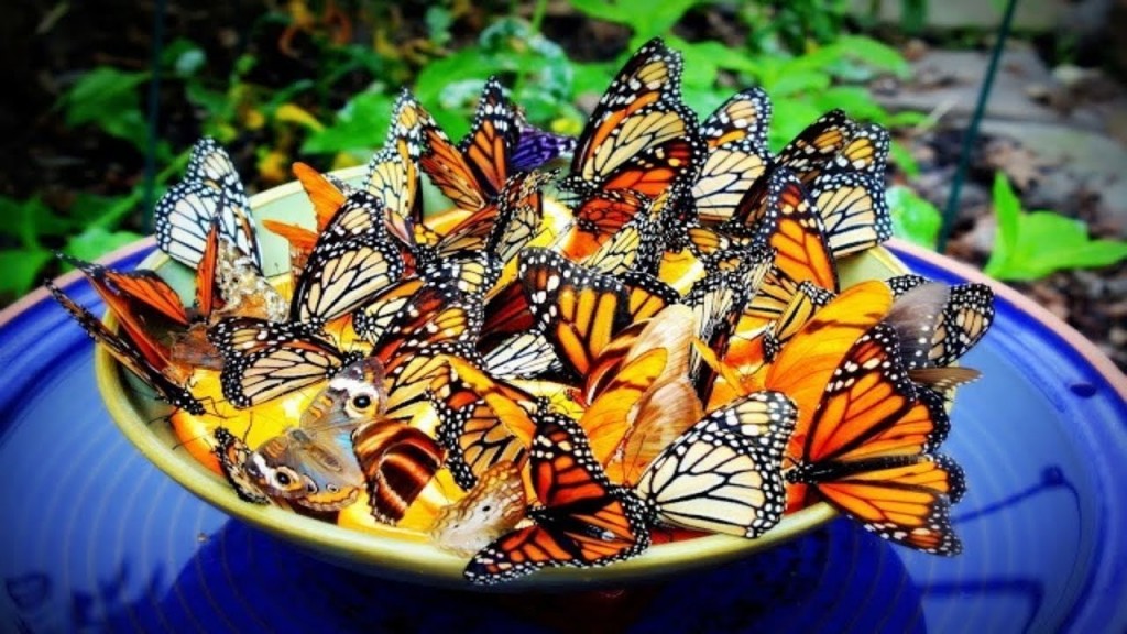 Butterfly and Bird Feeders