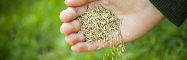 Sowing - Grass - Seed